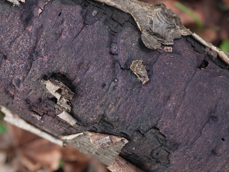 Biscogniauxia cinereolilacina